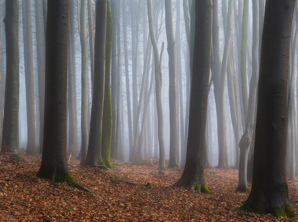 Forest, Austria