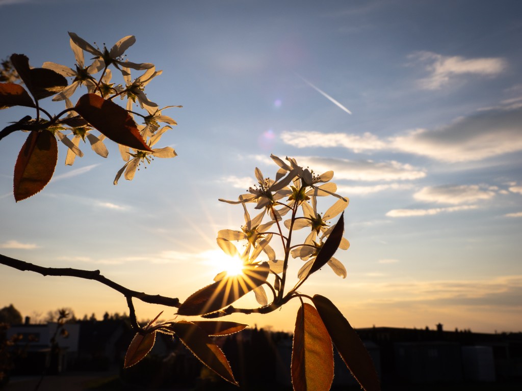 Bloom